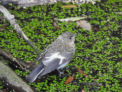 Collared Flycatcher photo 6