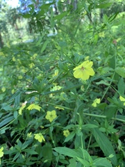 Lysimachia hybrida