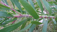 Leucospermum tottum glabrum