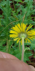 Osbertia stolonifera