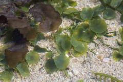 Caulerpa chemnitzia
