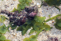 Caulerpa chemnitzia