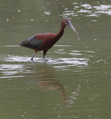 Plegadis chihi × Plegadis falcinellus