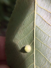 Caryomyia conoidea