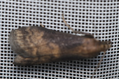 Euzophera fuliginosella