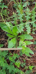 Osbertia stolonifera