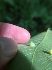 Caryomyia conoidea