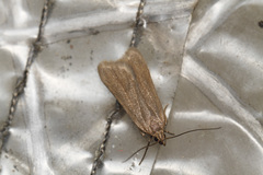 Acompsia cinerella
