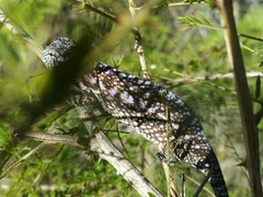 Furcifer lateralis