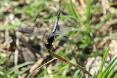 Erythrodiplax basifusca