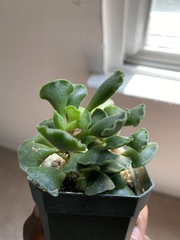 Adromischus cristatus