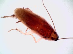 Ischnoptera bilunata