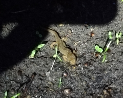 Pleurodelinae