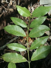 Saldinia proboscidea