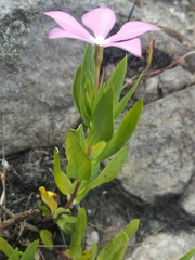 Catharanthus coriaceus image