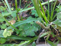 Ascia monuste orseis