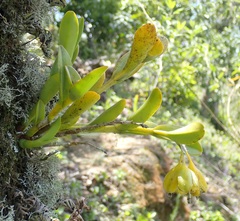 Epidendrum difforme