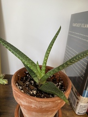 Aloe grandidentata