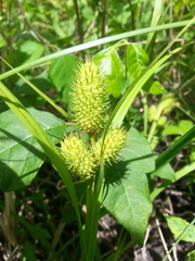 Carex typhina