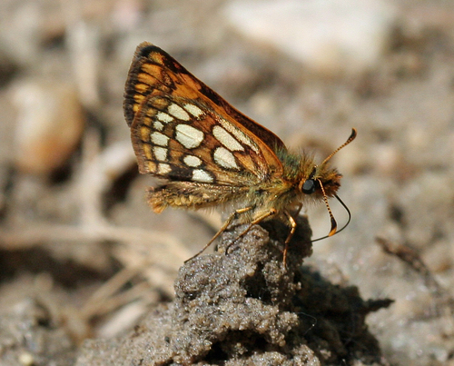 Western Arctic Skipper
