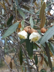 Sarcolaena oblongifolia image
