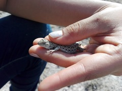 Sceloporus samcolemani