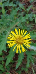 Osbertia stolonifera