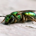Pure Green Sweat Bee - Photo (c) Amy Schnebelin, some rights reserved (CC BY), uploaded by Amy Schnebelin