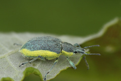 Chlorophanus viridis