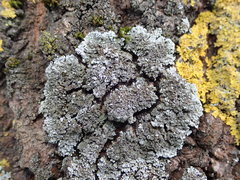 Physconia perisidiosa