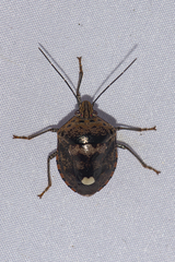 Axiagastus rosmarus
