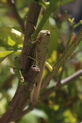 Anacridium aegyptium