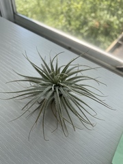Tillandsia tectorum