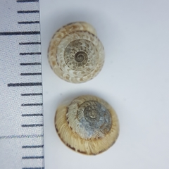 Xeroplexa olisippensis