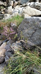 Festuca vivipara