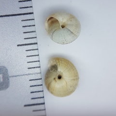 Xeroplexa olisippensis