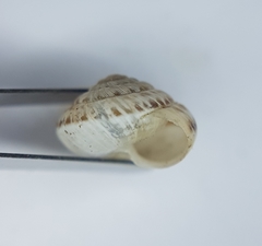 Xeroplexa olisippensis