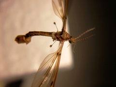 Tipulidae