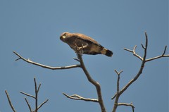 Circaetus cinerascens