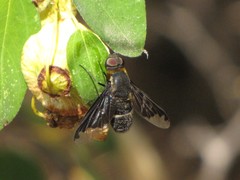 Hemipenthes velutina