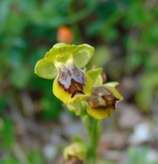 Ophrys sicula