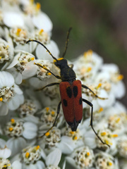 Anastrangalia laetifica