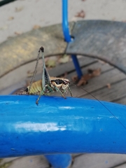 Eupholidoptera megastyla
