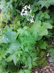 Cardamine macrophylla