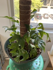 Rhaphidophora tetrasperma