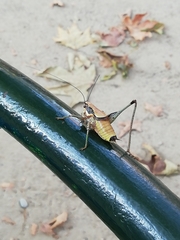 Eupholidoptera megastyla