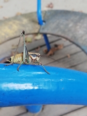Eupholidoptera megastyla