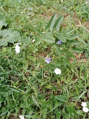 Convolvulus arvensis