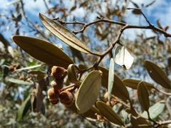 Sarcolaena oblongifolia image