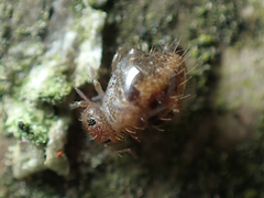 Allacma fusca